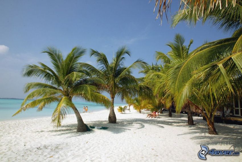 palmiers au bord de mer, plage