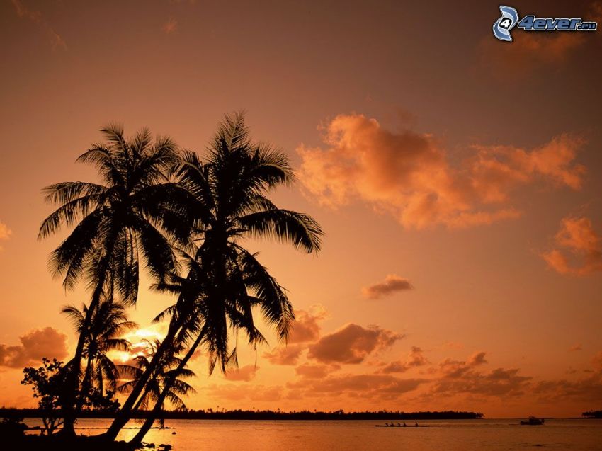 palmiers au coucher du soleil, plage, nuage, mer
