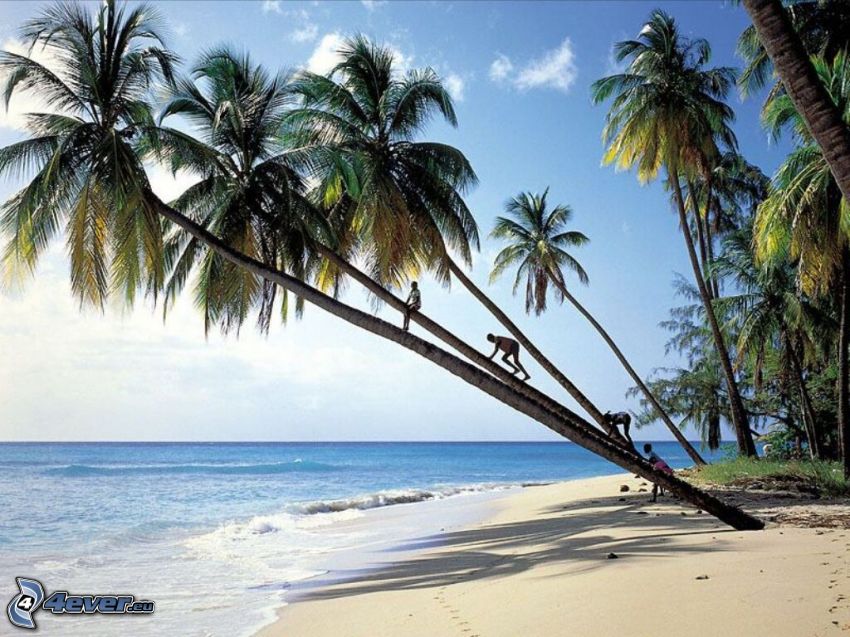 palmiers sur la plage, côte, mer