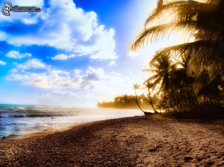 Plage au couchage du soleil, plage de sable, palmiers au bord de mer