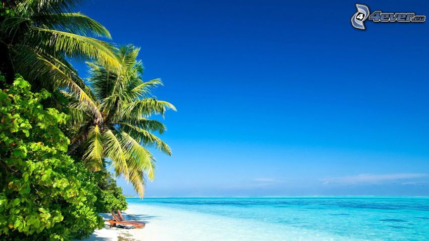 plage de sable, mer d'azur, palmiers, ciel bleu
