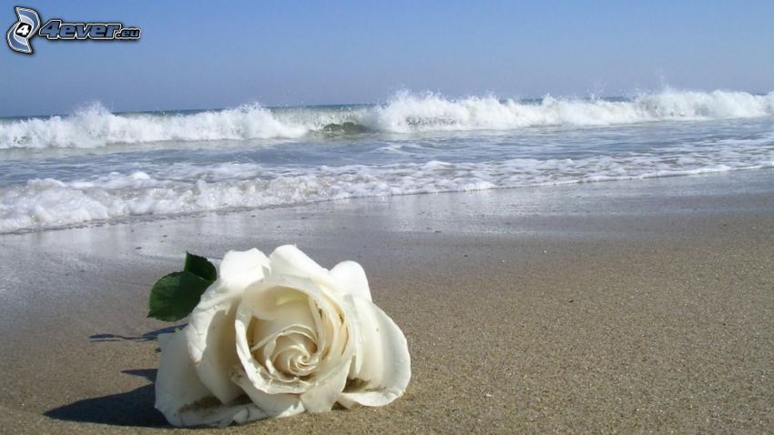 Rose blanche, plage de sable, mer