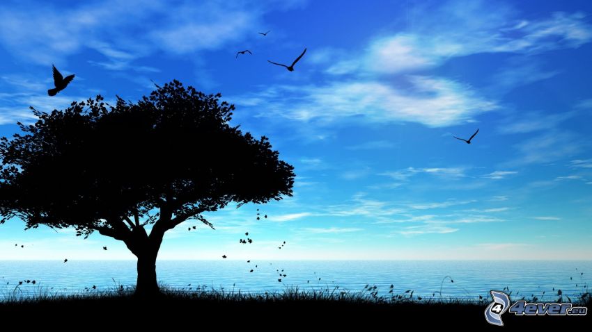 silhouette de l'arbre, mer, oiseaux