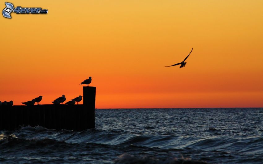 silhouettes, oiseaux, mer, silhouette de l'oiseau