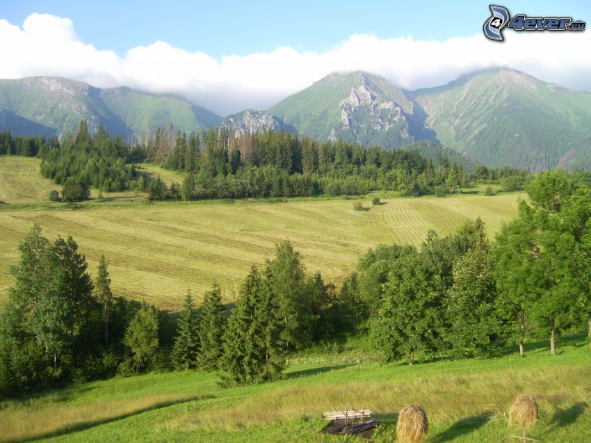 Belianske Tatras, Hautes Tatras, Slovaquie, montagnes, arbres, prairies, nuages
