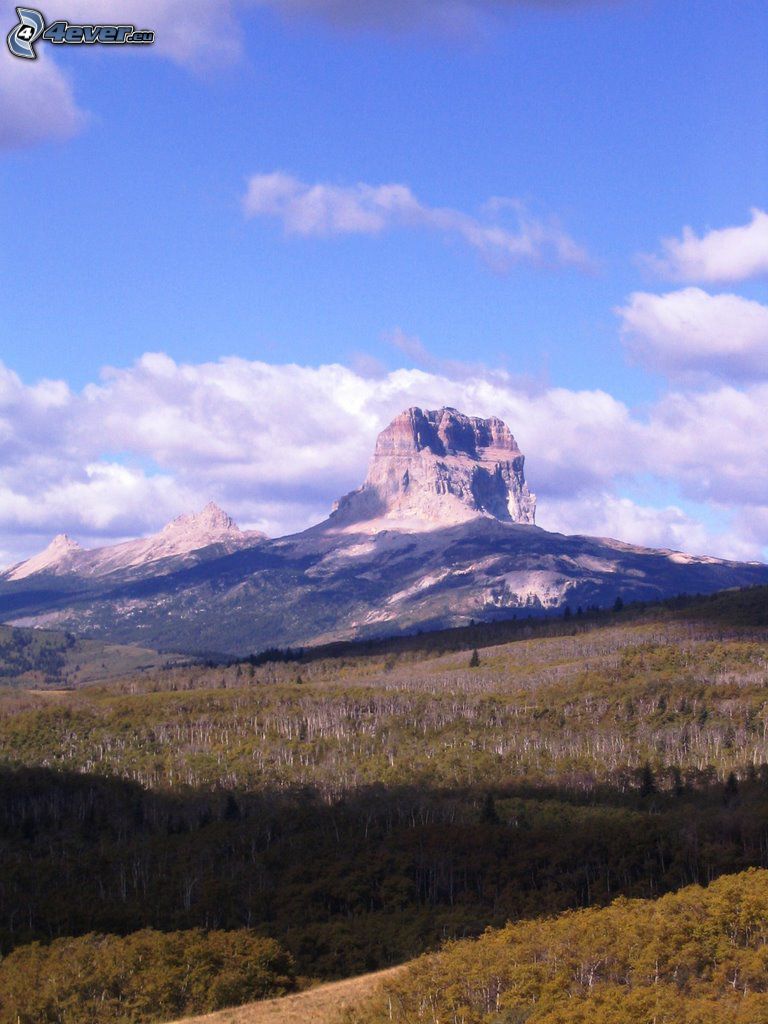 Chief Mountain, forêt