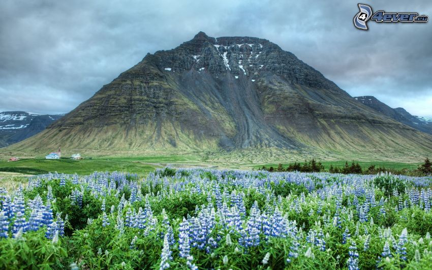 colline rocheuse, fleurs bleues
