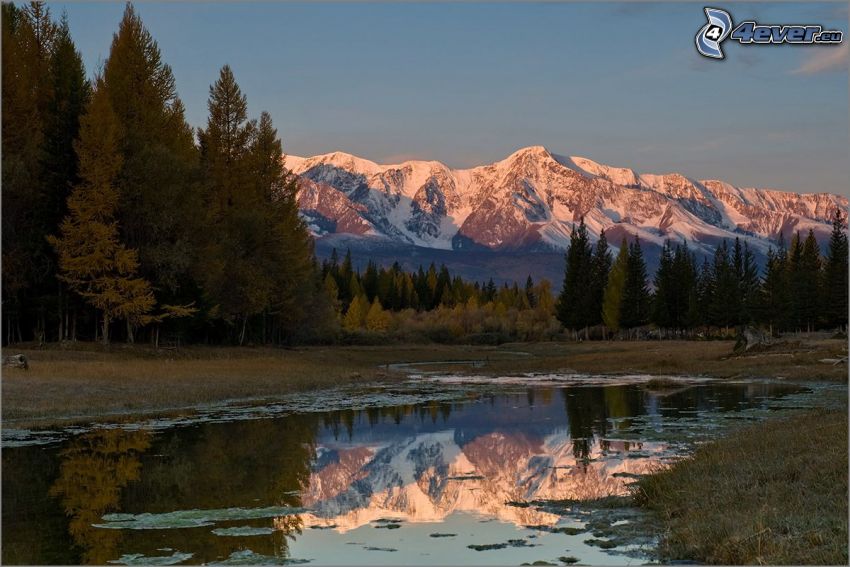 éclaboussure, arbres conifères, montagnes enneigées