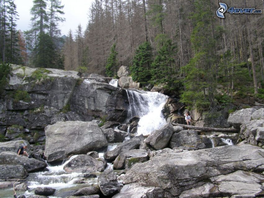 Hautes Tatras, rochers, ruisseau de montagne, forêt