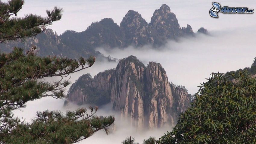 Huangshan, montagnes rocheuses, couche d'inversion, arbres conifères