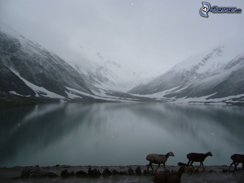 lac, montagnes enneigées, moutons, brouillard