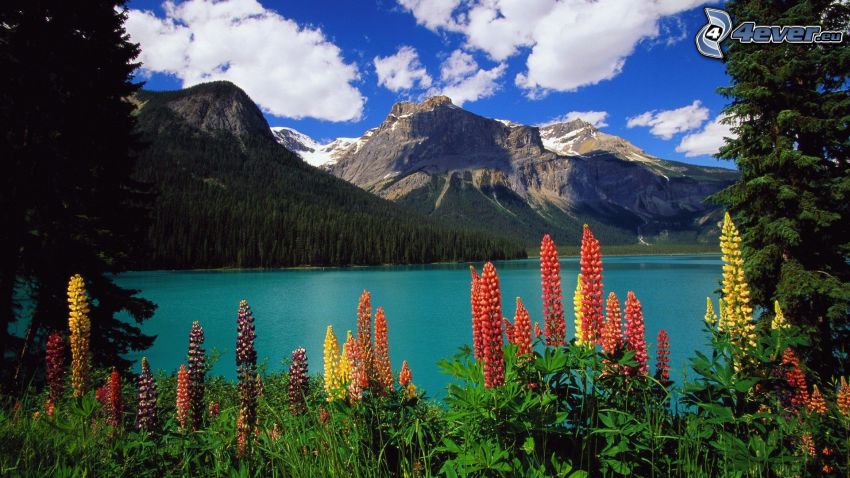 montagnes rocheuses, lac, lupins, fleurs oranges