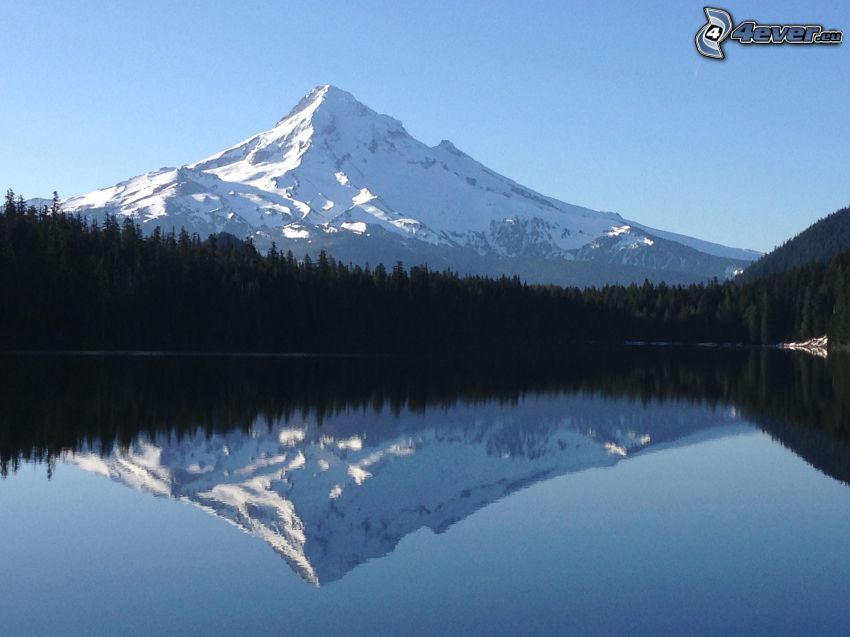 Mount Hood, montagne neige, forêt, lac, reflexion