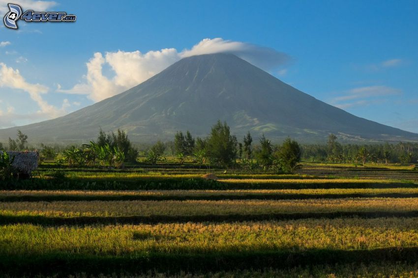 Mount Mayon, prairie, forêt, Philippines