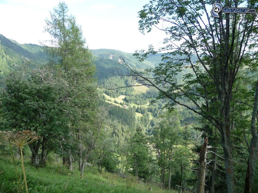 Muránska planina, Monts Métallifères slovaques, chalet, forêt, arbres