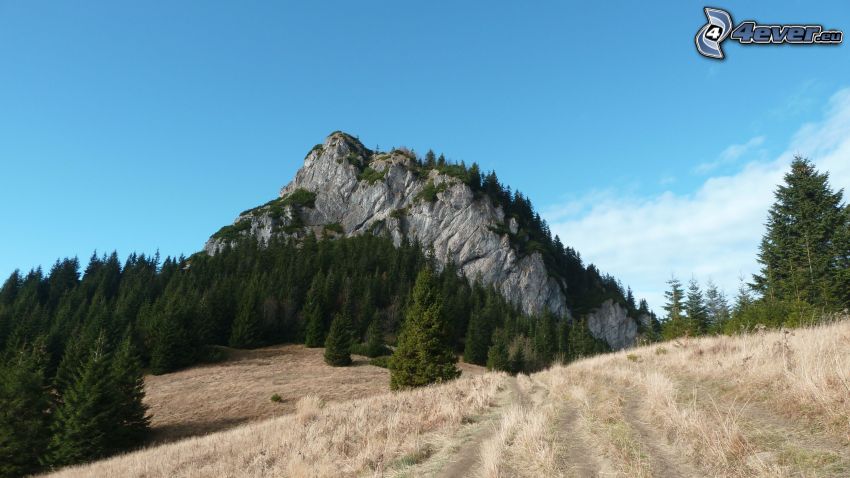 Petite Rozsutec, Slovaquie, colline, forêt, prairie