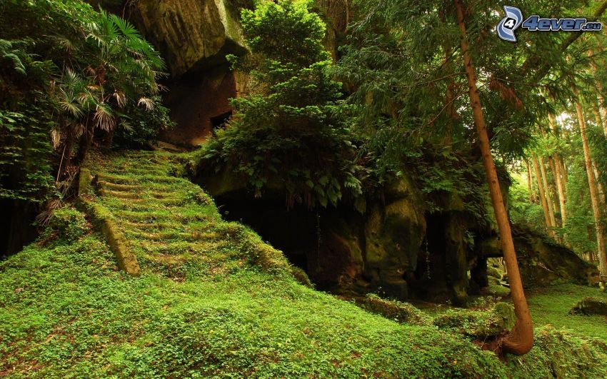 nature, forêt, vieux escaliers, mousse