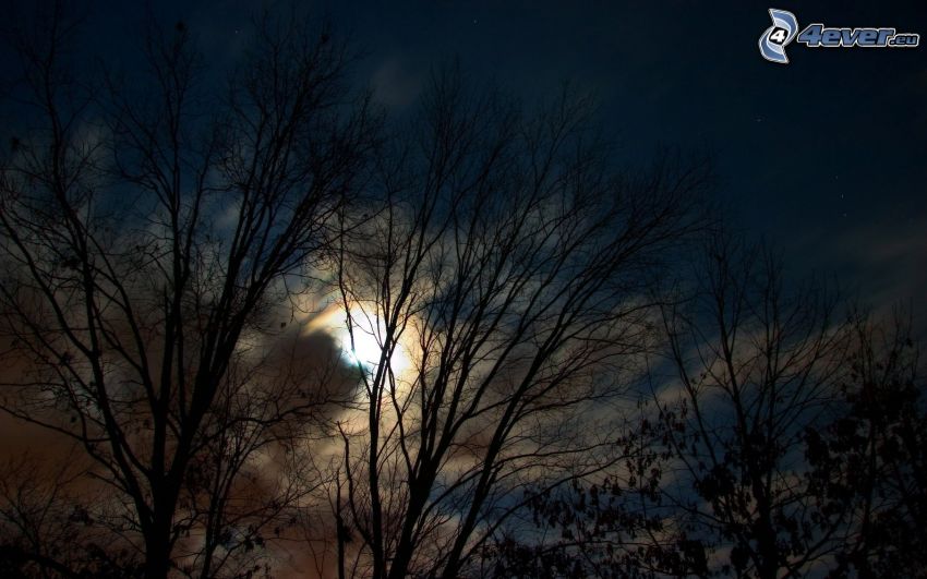nuit, lune, arbres