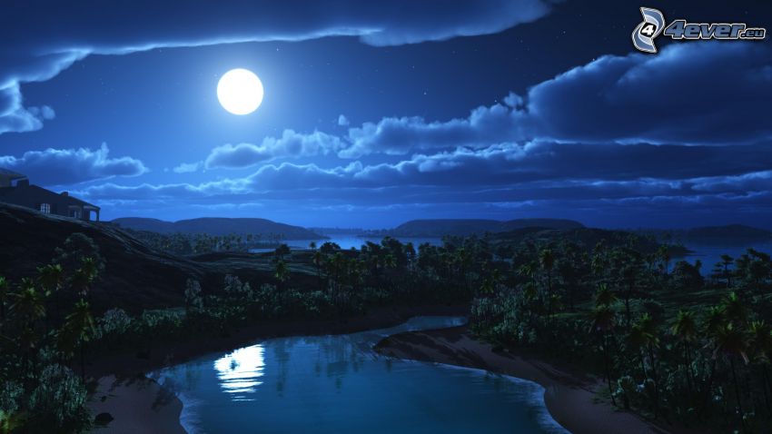 nuit, lune, palmiers, eau