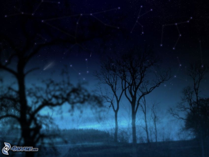 nuit, silhouettes d'arbres, une constellation