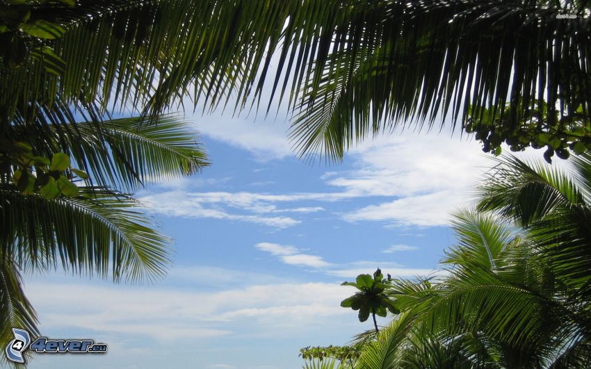 palmiers, nuages, vert
