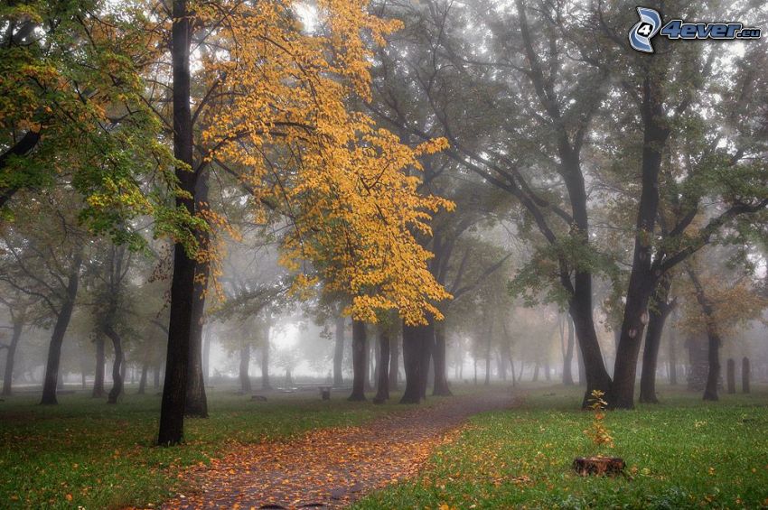 parc en automne, arbre jaune, brouillard