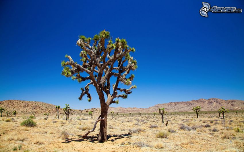 Parc national de Joshua Tree, arbre solitaire, abre dans un désert