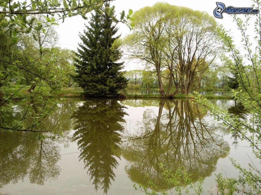 arbre au bord du lac, arbres, surface de l´eau calme, reflexion