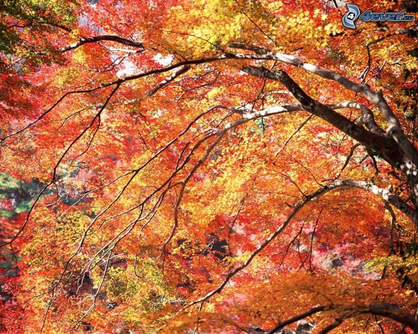 arbre coloré, feuilles jaunes, branches, automne