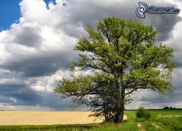 arbre dans le champ, prairie, nuages