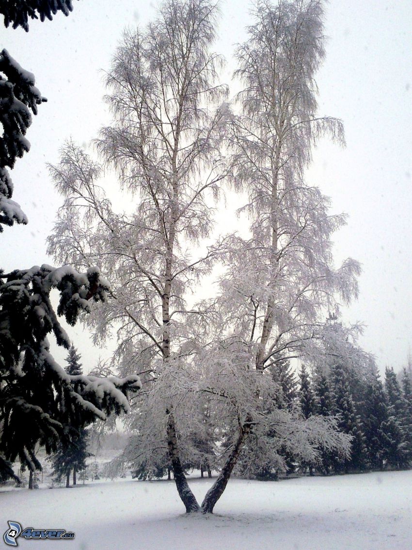 arbre gelé, bouleau, neige, arbres enneigés