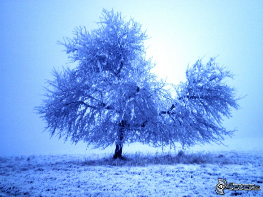 arbre gelé, l'hiver