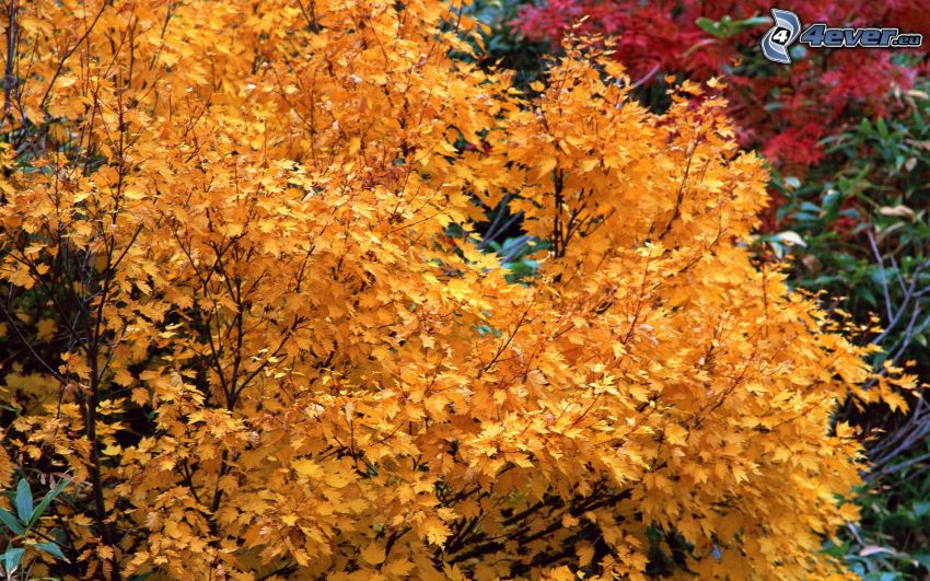 arbre jaune, feuillage d'automne