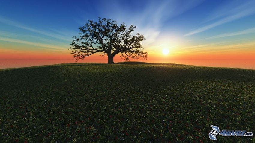 arbre solitaire, coucher du soleil dans une prairie