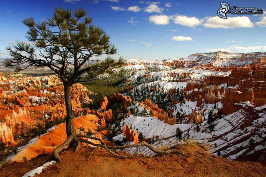 arbre solitaire, vallée, neige, vue sur le paysage