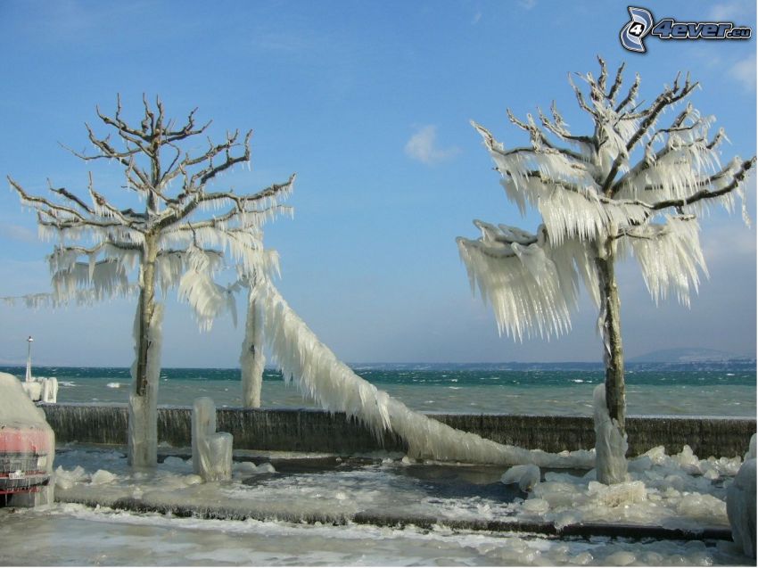 arbres gelés, bord de l'eau, l'hiver