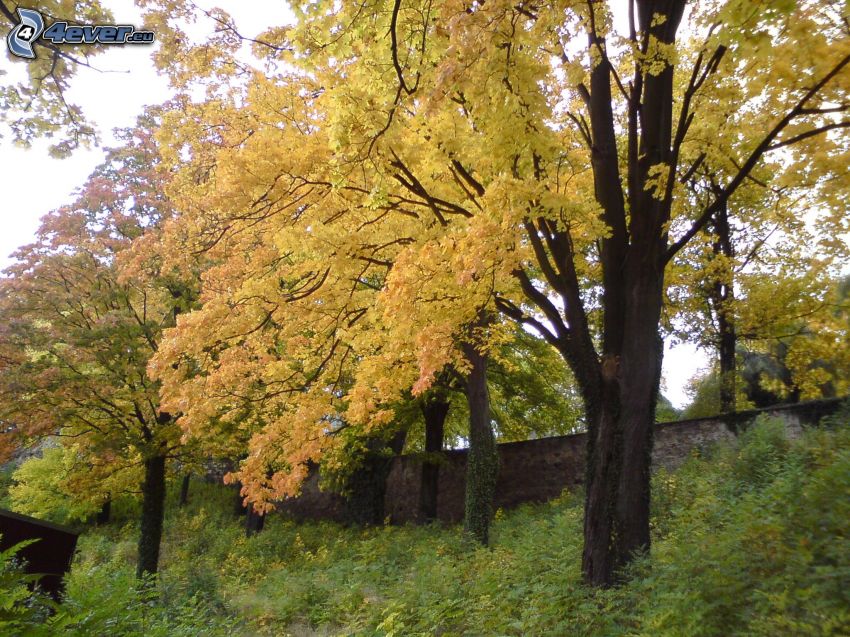 arbres jaunes, automne, mur