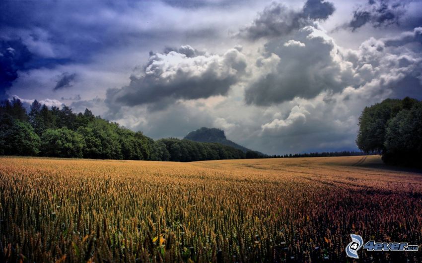 champ de maïs, forêt, nuages sombres