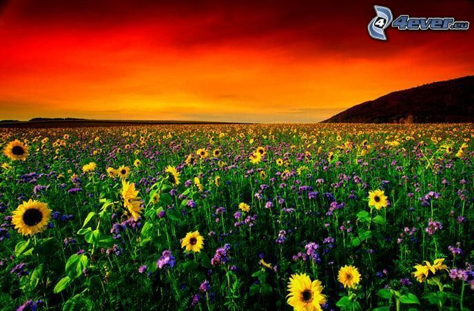 champ de tournesol, coucher du soleil rouge, fleurs