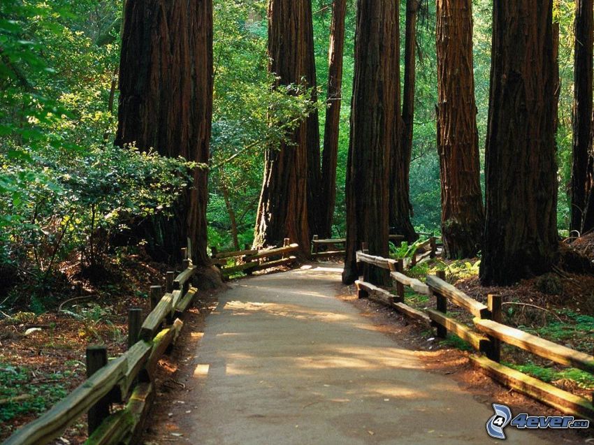 chemin forestier, garde-corps, séquoia, les troncs, forêt
