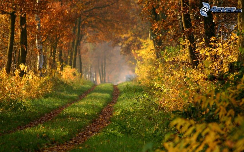 chemins forestier, feuilles colorées, forêt, automne