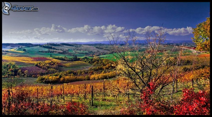 collines en automne, paysage d'automne, vignoble, feuilles colorées