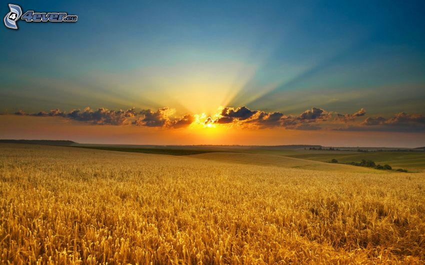 coucher du soleil dans le champ, champ de blé mûr