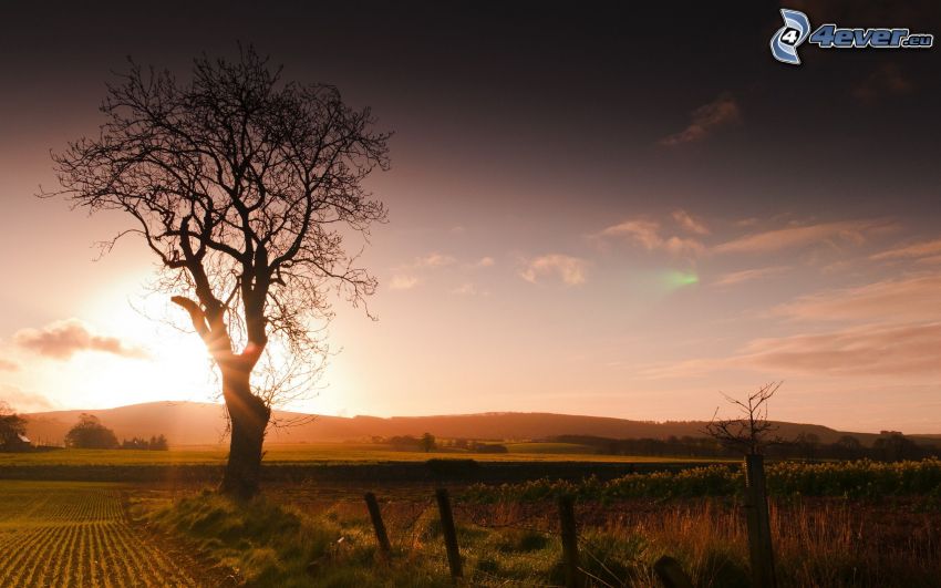 Coucher du soleil sur le champ, arbre solitaire