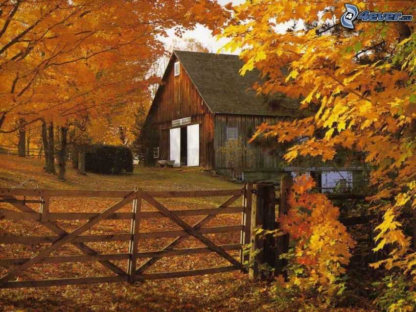 ferme, arbres jaunes, palissades