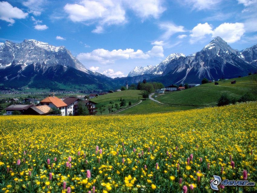 fleurs jaunes, prairie en été, France, montagnes
