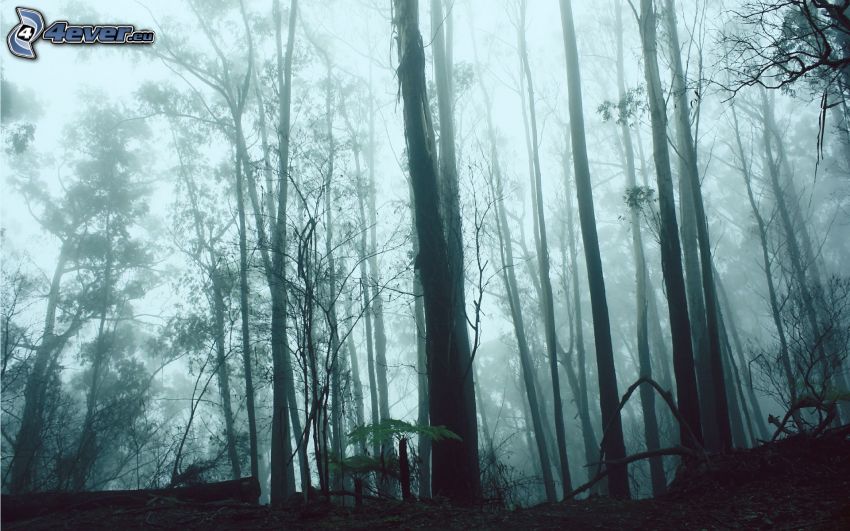 forêt sombre, brouillard