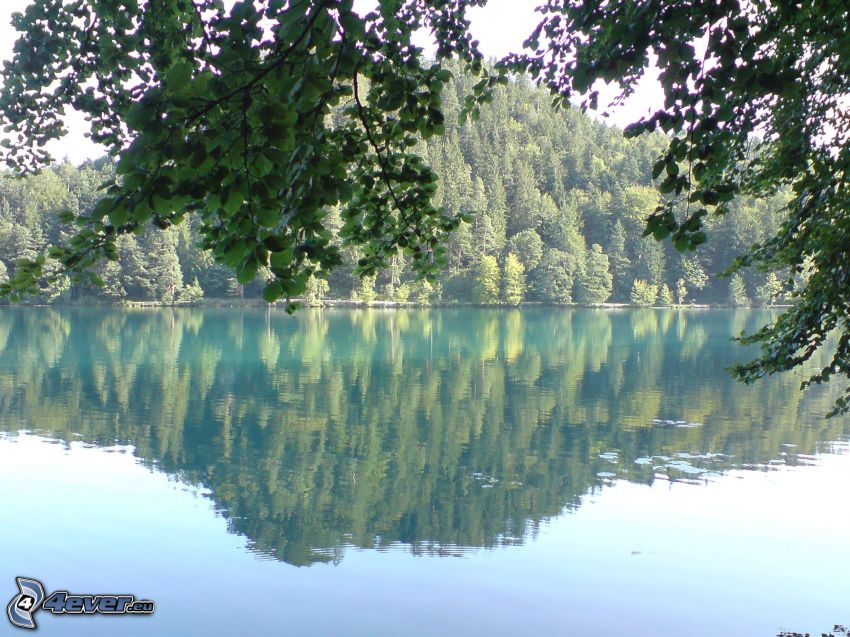 lac, arbres, reflexion