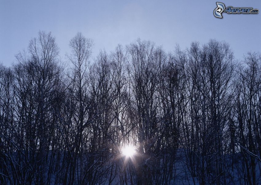 le lever du soleil en hiver, forêt, arbres, rayons du soleil
