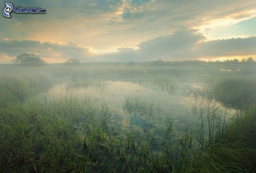 marais, coucher du soleil, l'herbe haute, brouillard